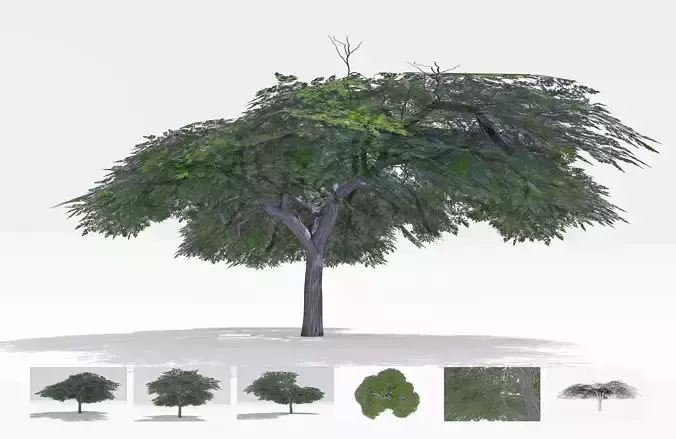 Acacia Tree-S16 Low-poly 3D model