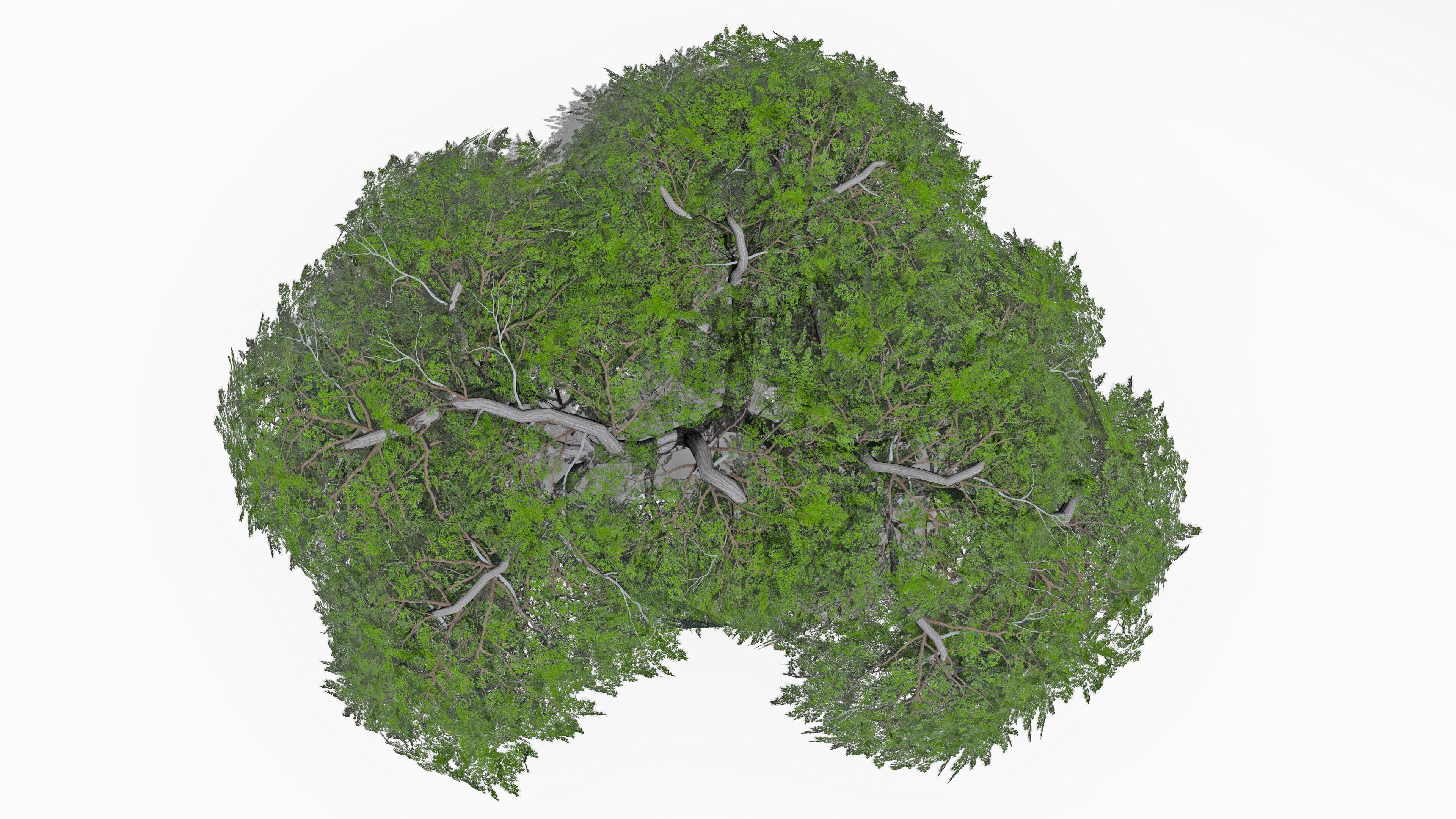 Acacia Tree-S16 Low-poly 3D model_5