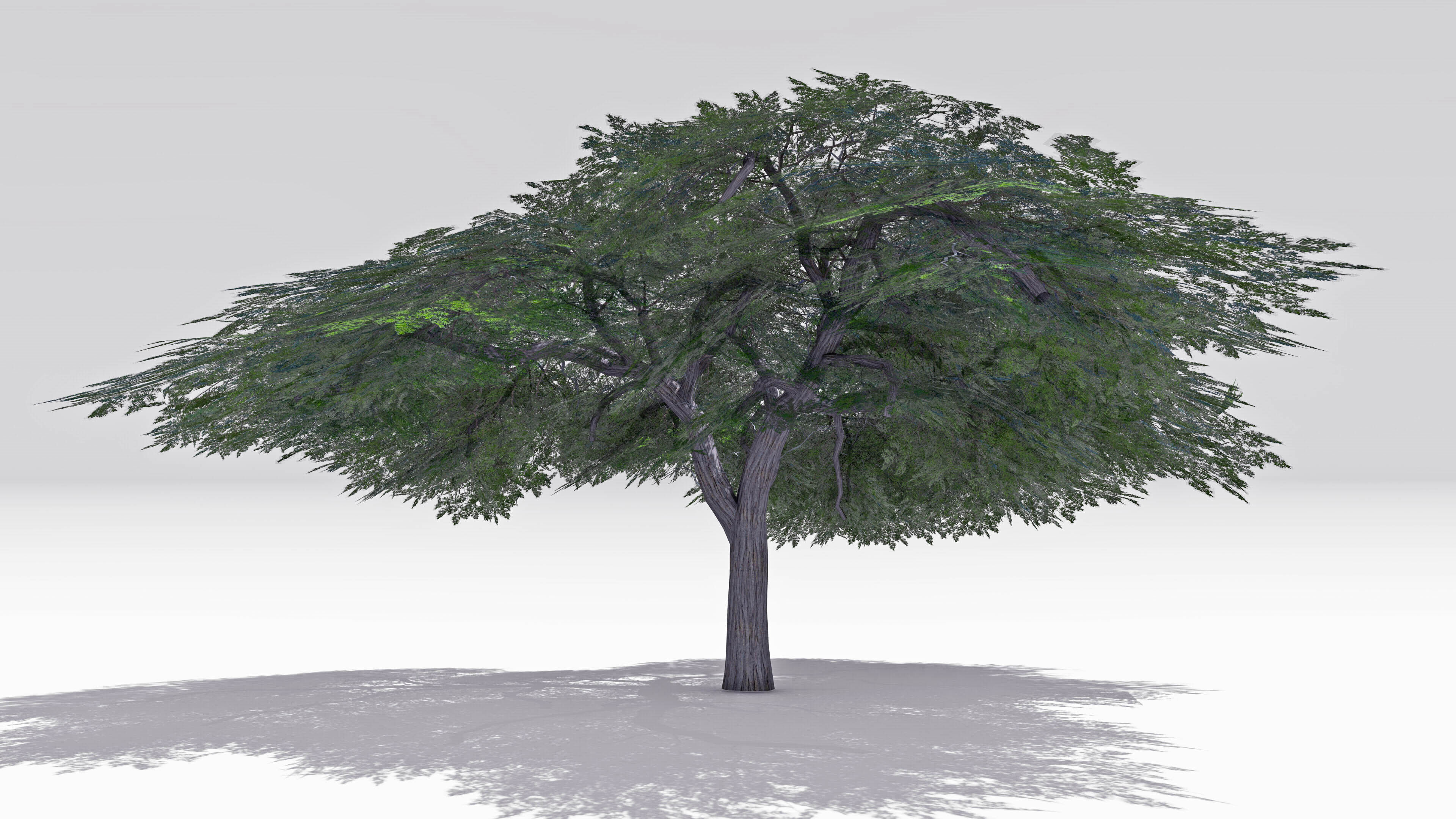 Acacia Tree-S16 Low-poly 3D model_2