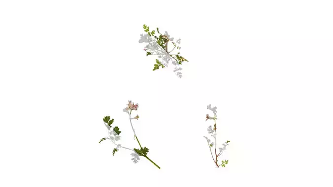 Anydrafts Corydalis edulis Atlas 12