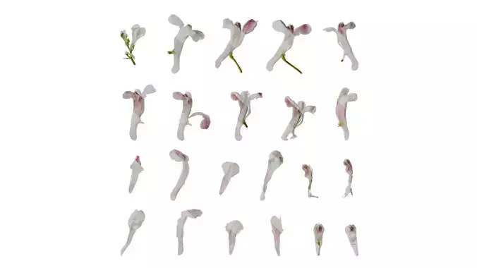 Anydrafts Corydalis edulis Flower 03