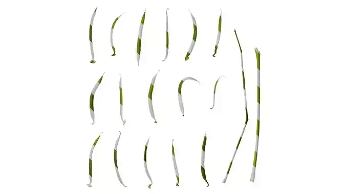 Anydrafts Corydalis edulis Fruit 01