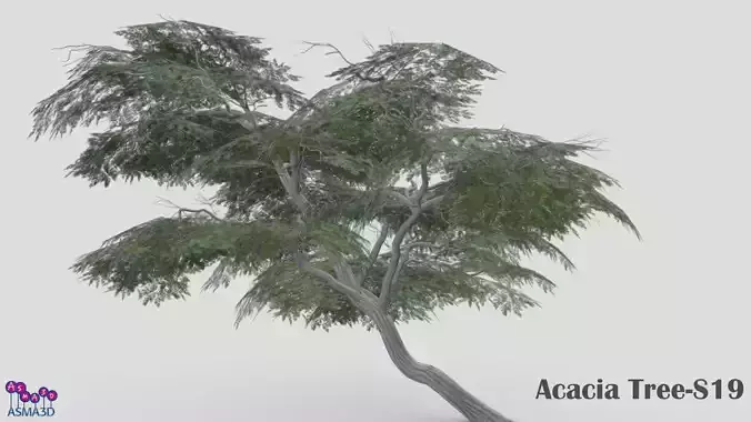 Acacia Tree-S19 Low-poly 3D model