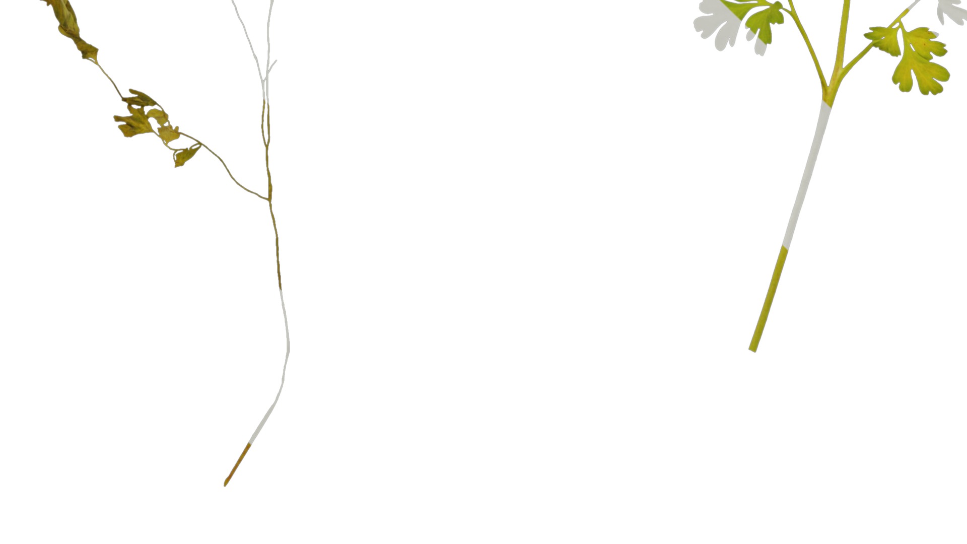 Anydrafts Corydalis edulis Leaf 01 Texture_5