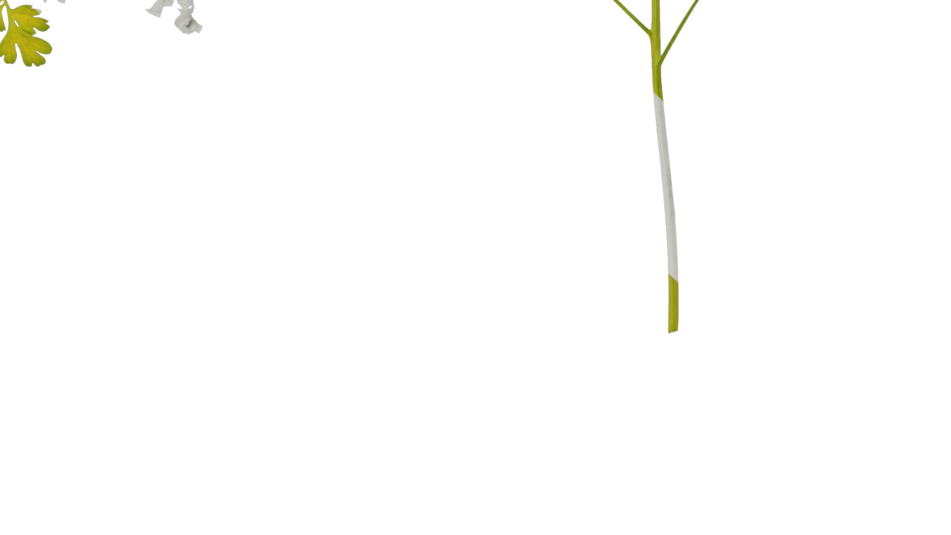 Anydrafts Corydalis edulis Leaf 01 Texture_6