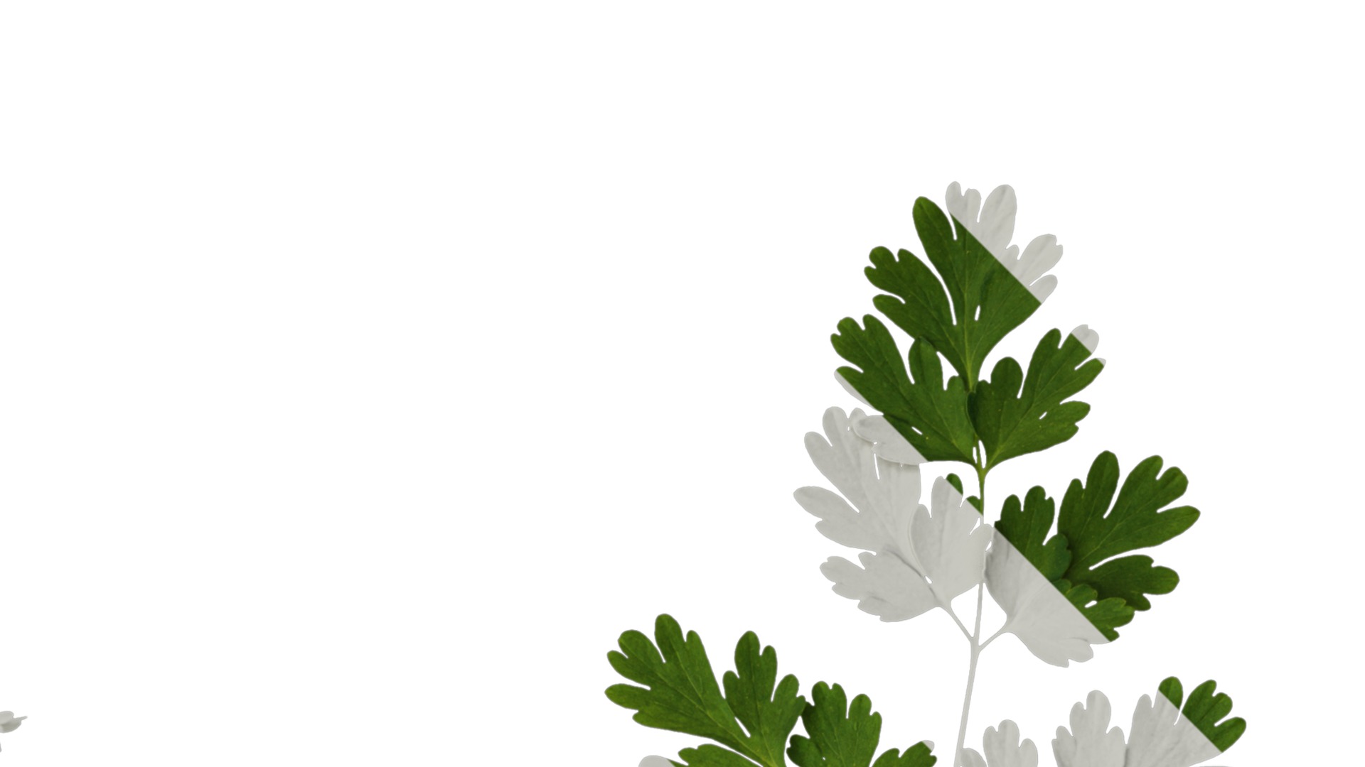 Anydrafts Corydalis edulis Leaf 01 Texture_2