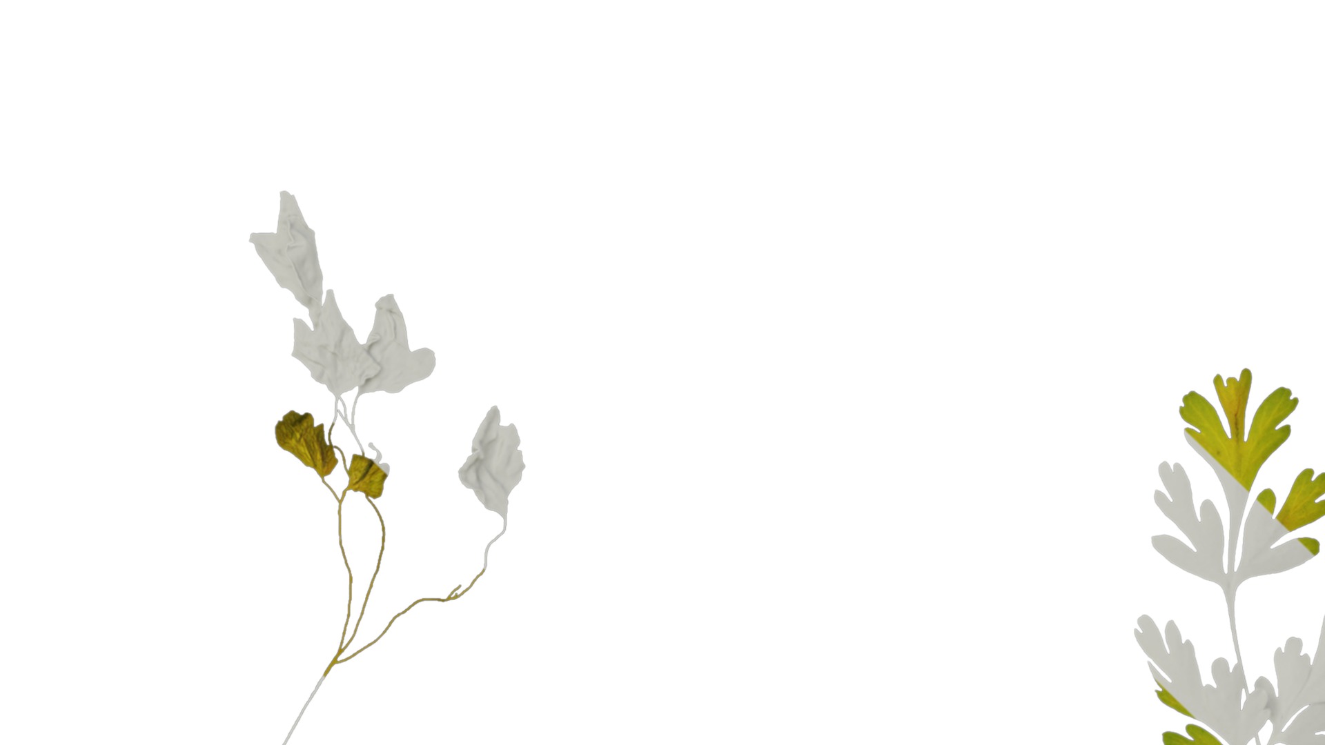 Anydrafts Corydalis edulis Leaf 01 Texture_1