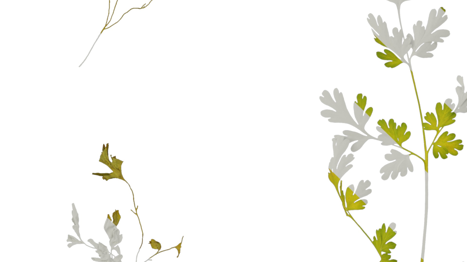 Anydrafts Corydalis edulis Leaf 01 Texture_3