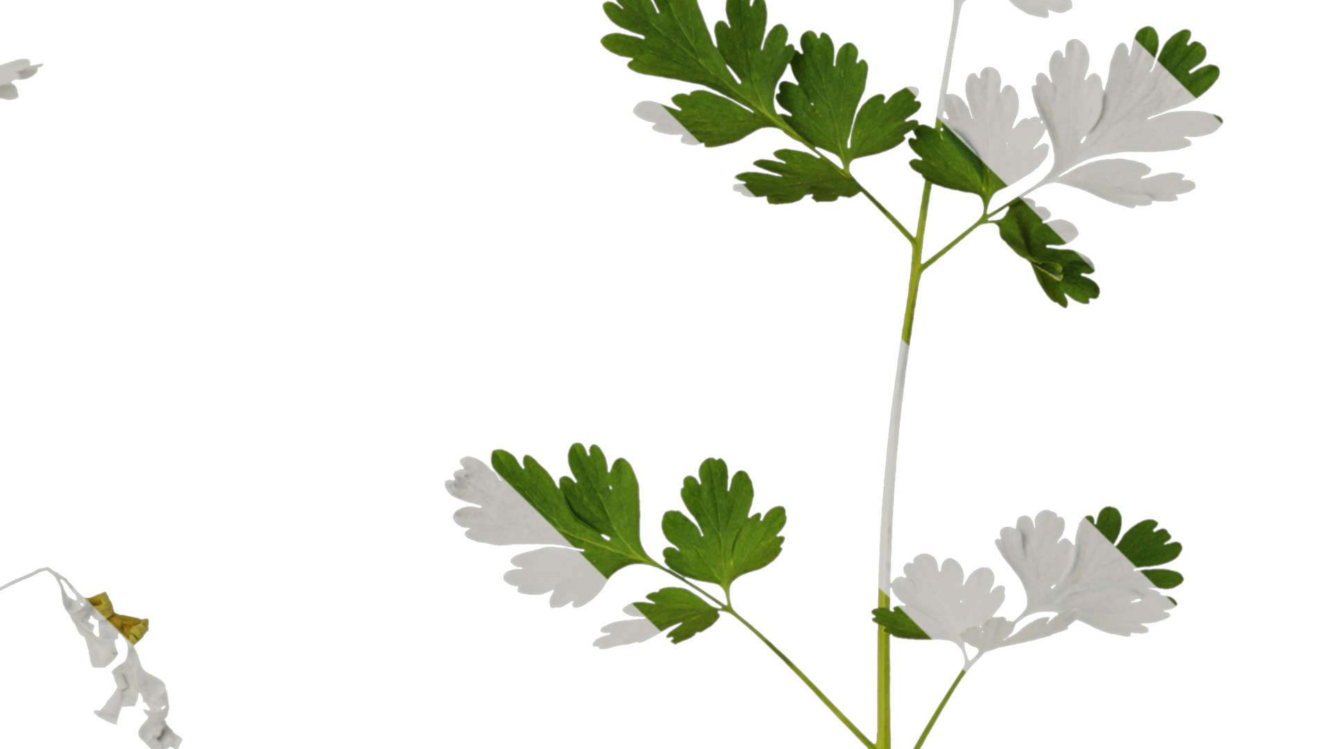 Anydrafts Corydalis edulis Leaf 01 Texture_4