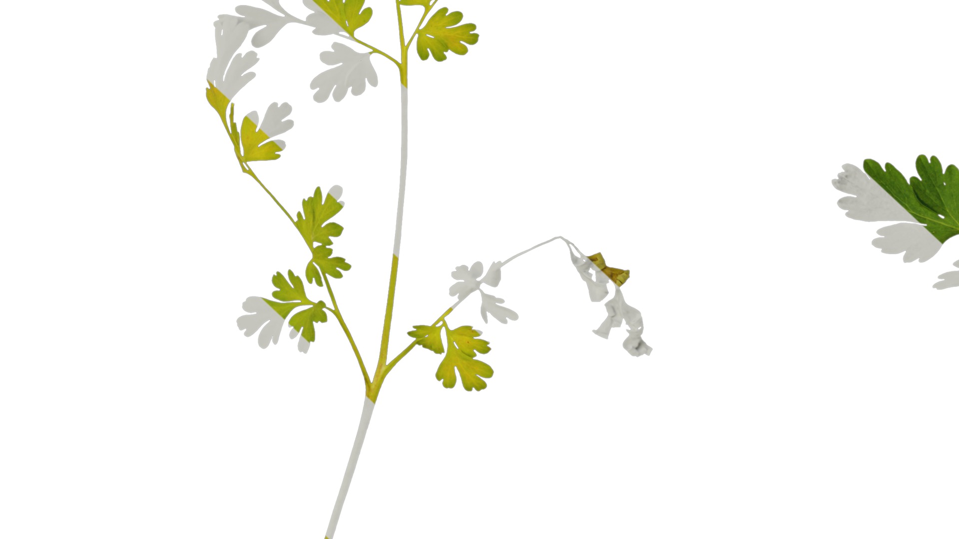 Anydrafts Corydalis edulis Leaf 01 Texture_7