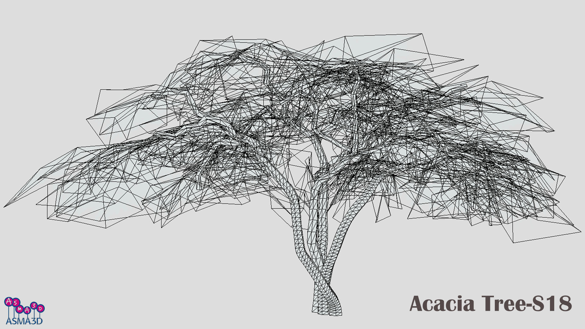 Acacia Tree-S18 Low-poly 3D model_6