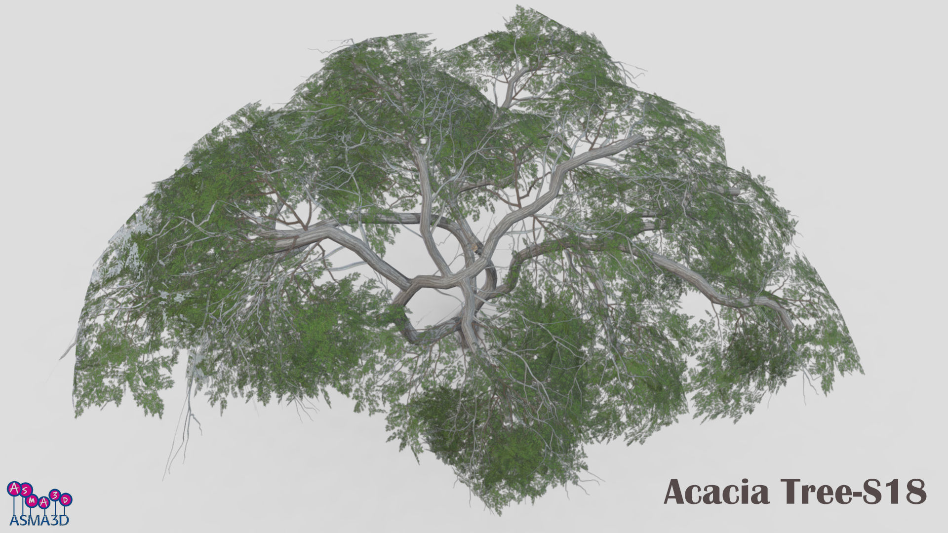 Acacia Tree-S18 Low-poly 3D model_5