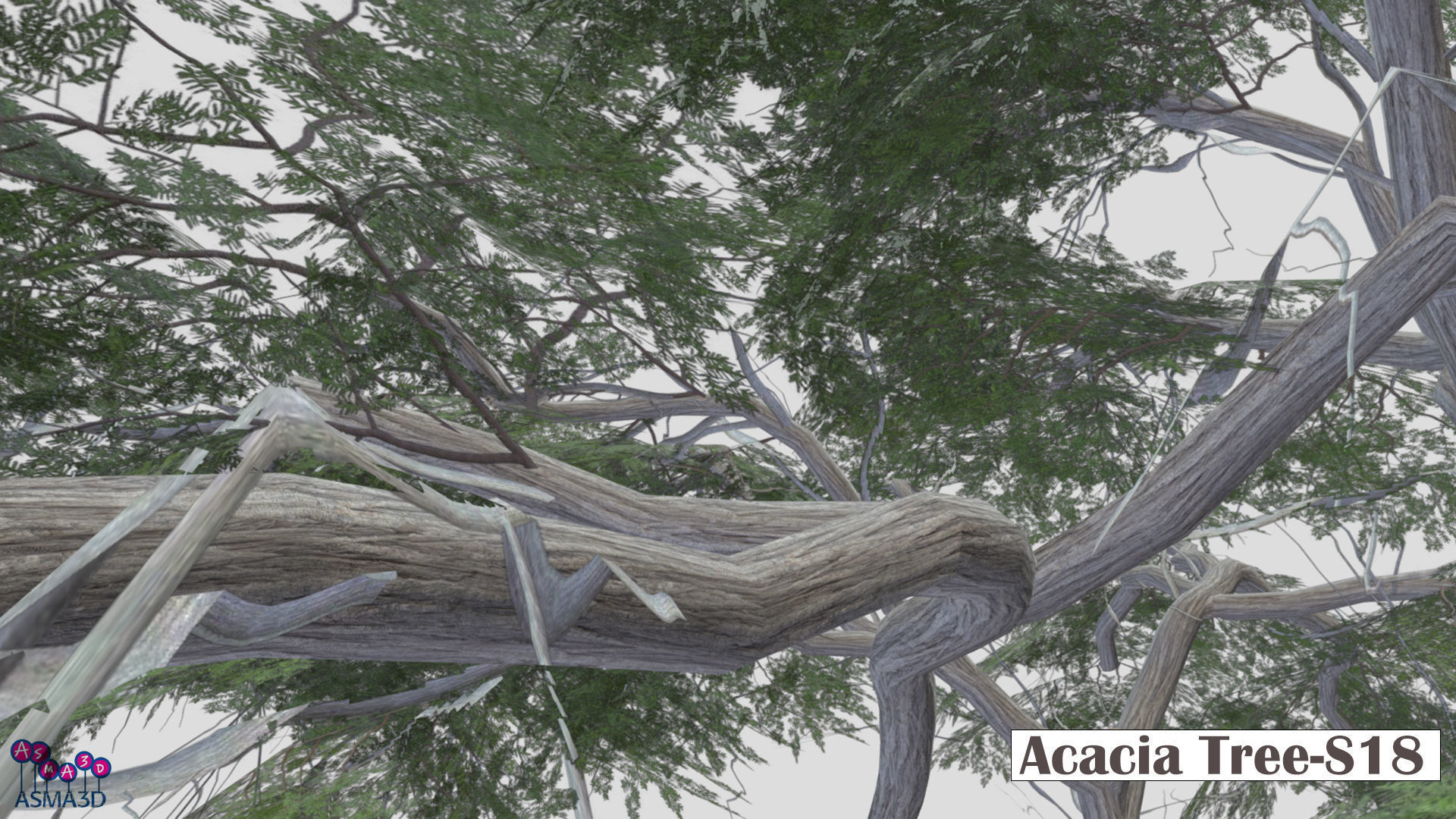 Acacia Tree-S18 Low-poly 3D model_4