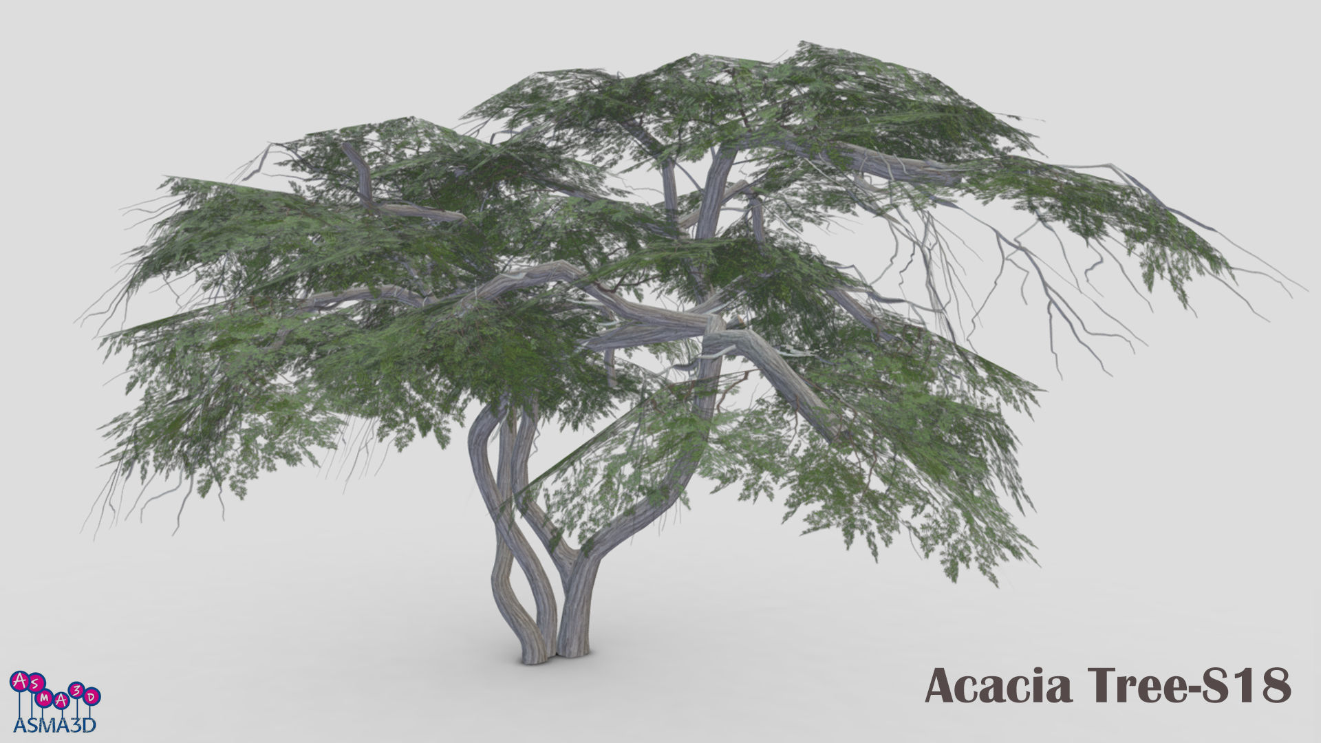 Acacia Tree-S18 Low-poly 3D model_1