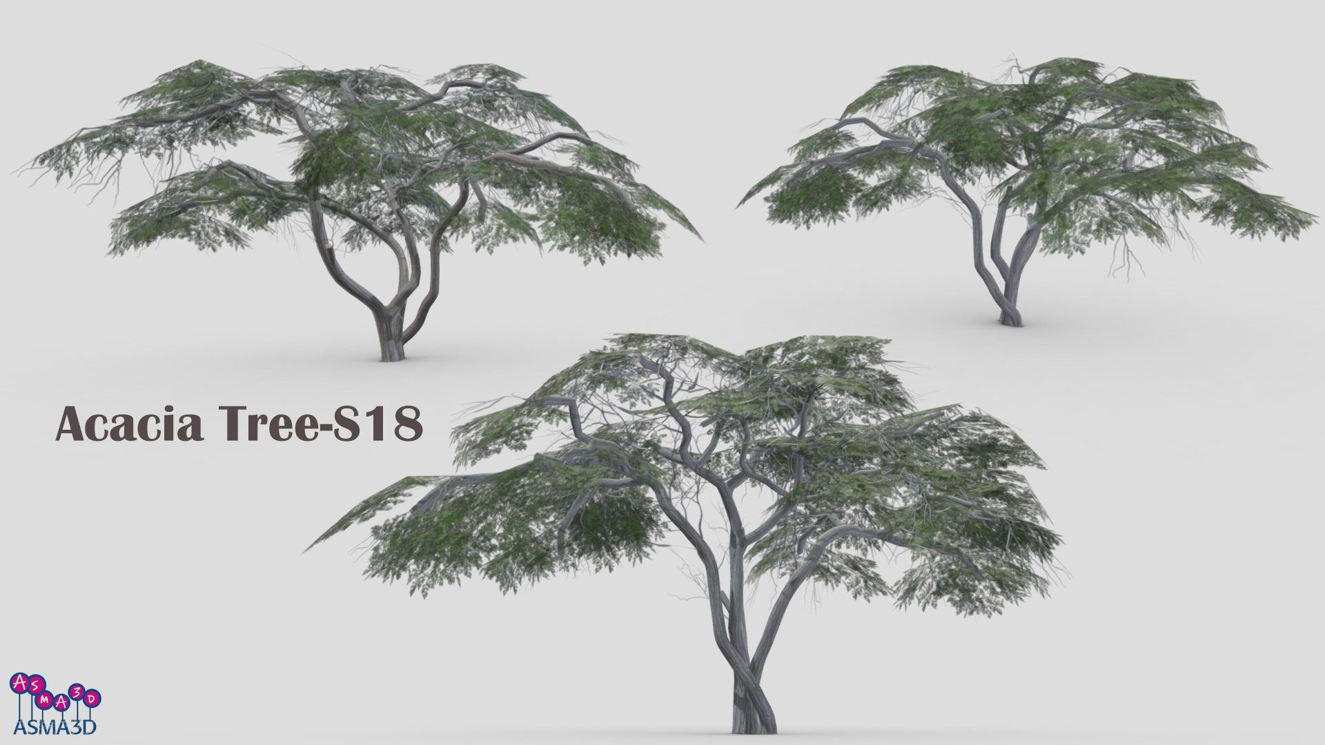 Acacia Tree-S18 Low-poly 3D model_7
