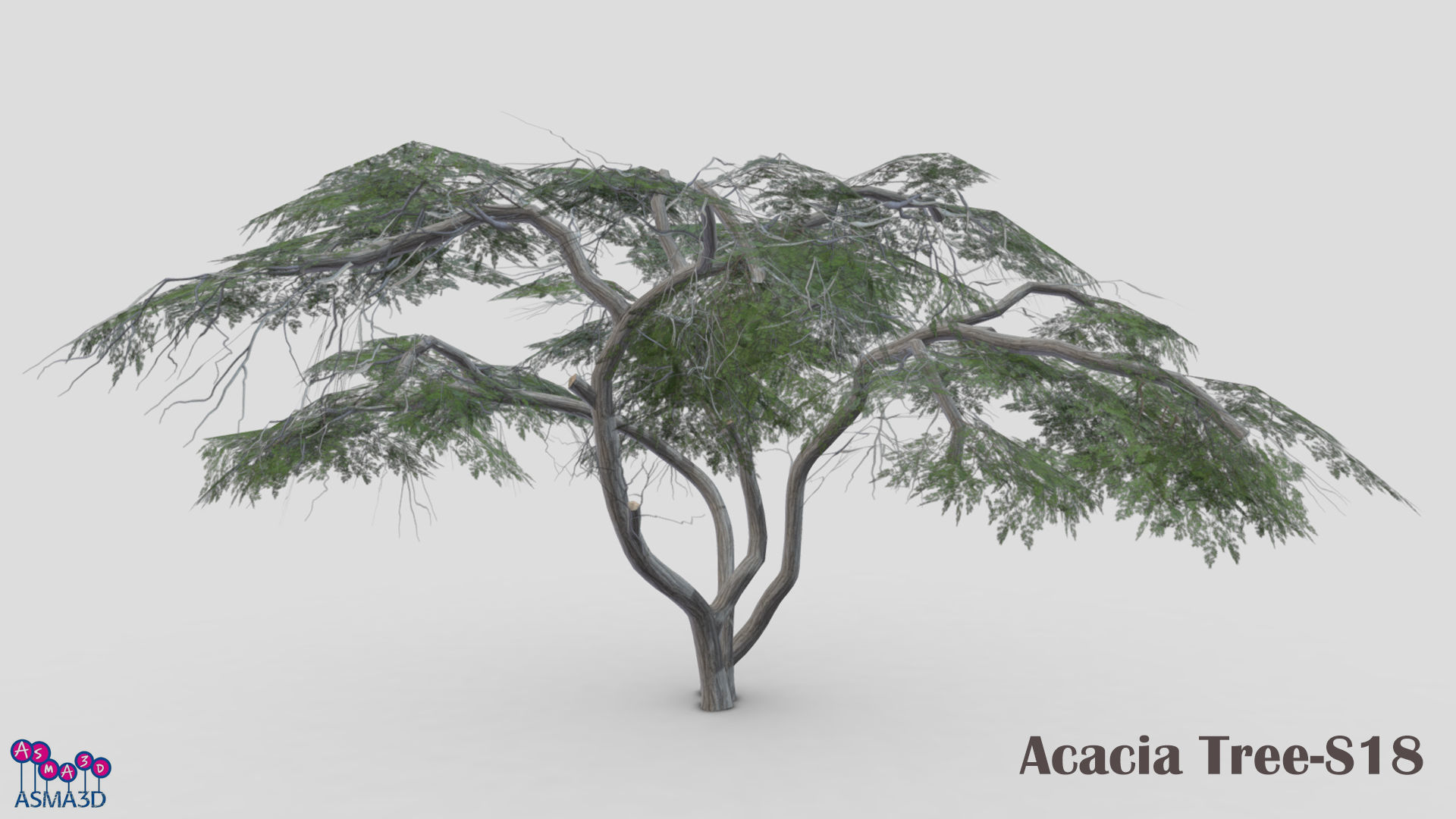 Acacia Tree-S18 Low-poly 3D model_3