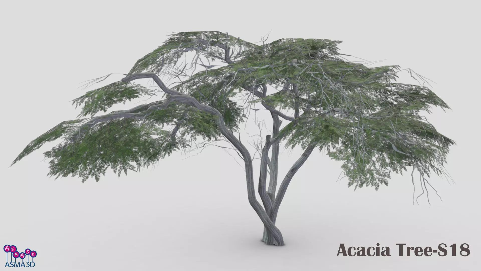 Acacia Tree-S18 Low-poly 3D model_0