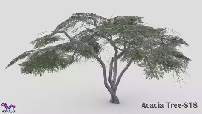 Acacia Tree-S18 Low-poly 3D model