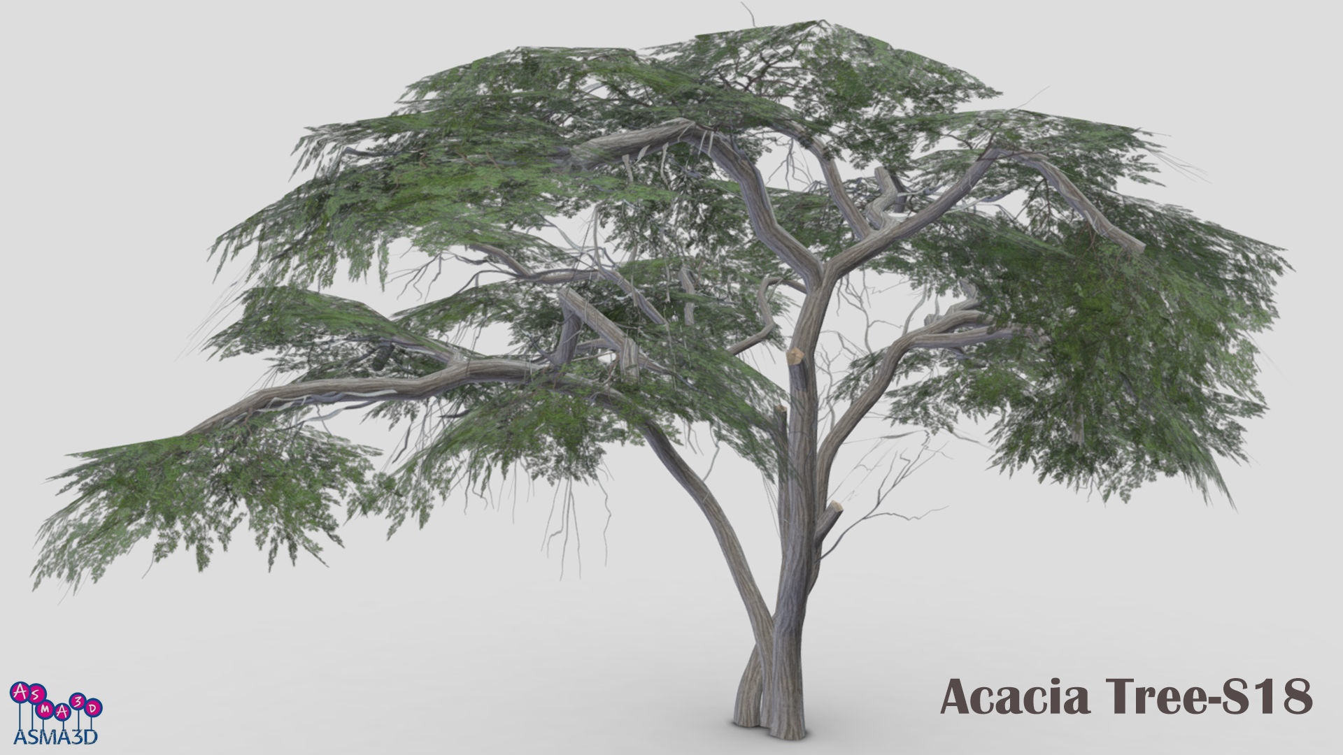 Acacia Tree-S18 Low-poly 3D model_2