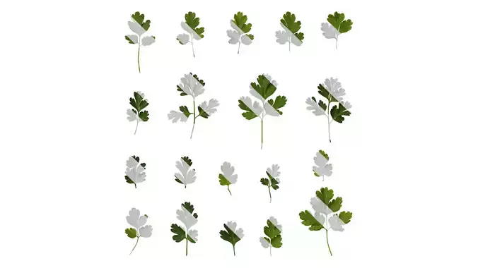 Anydrafts Corydalis edulis Leaf 04