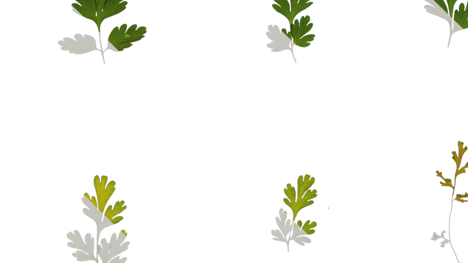 Anydrafts Corydalis edulis Leaf 05 Texture_3