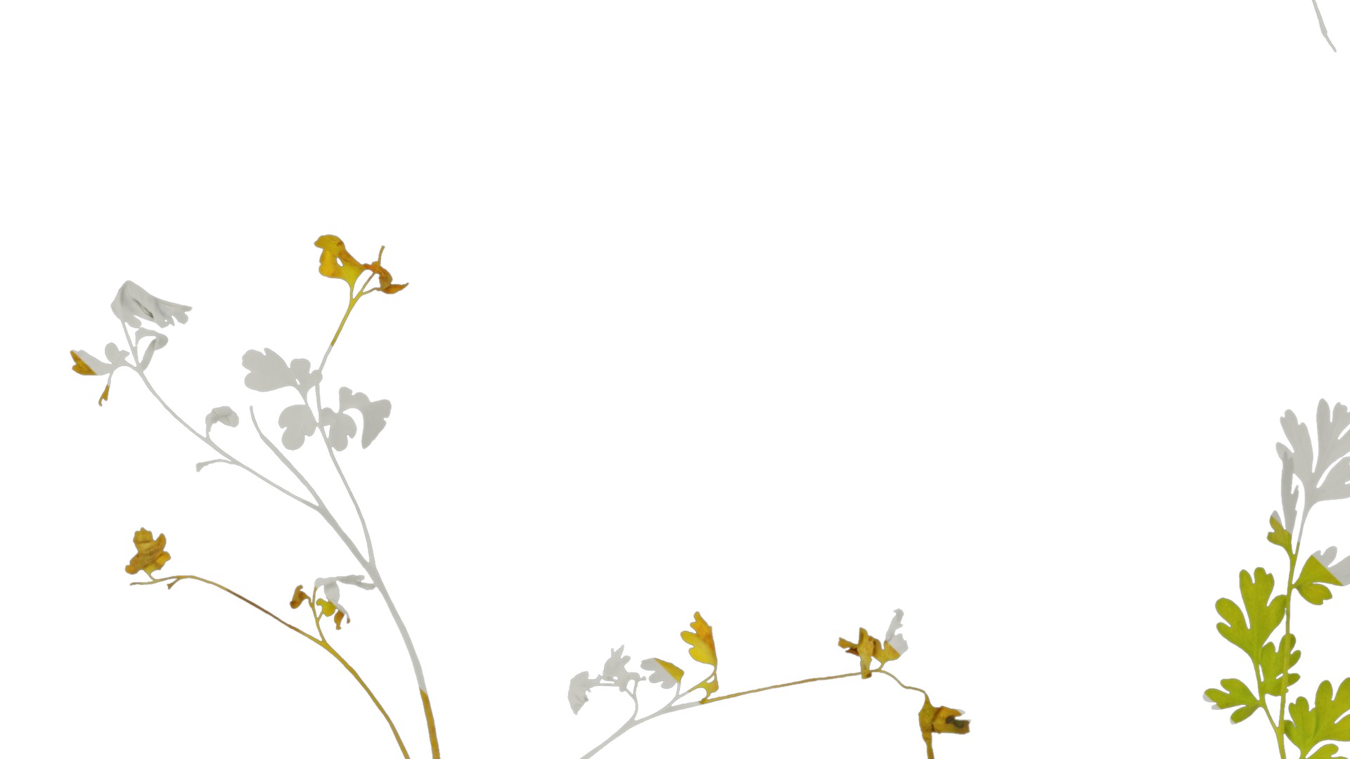 Anydrafts Corydalis edulis Leaf 05 Texture_5