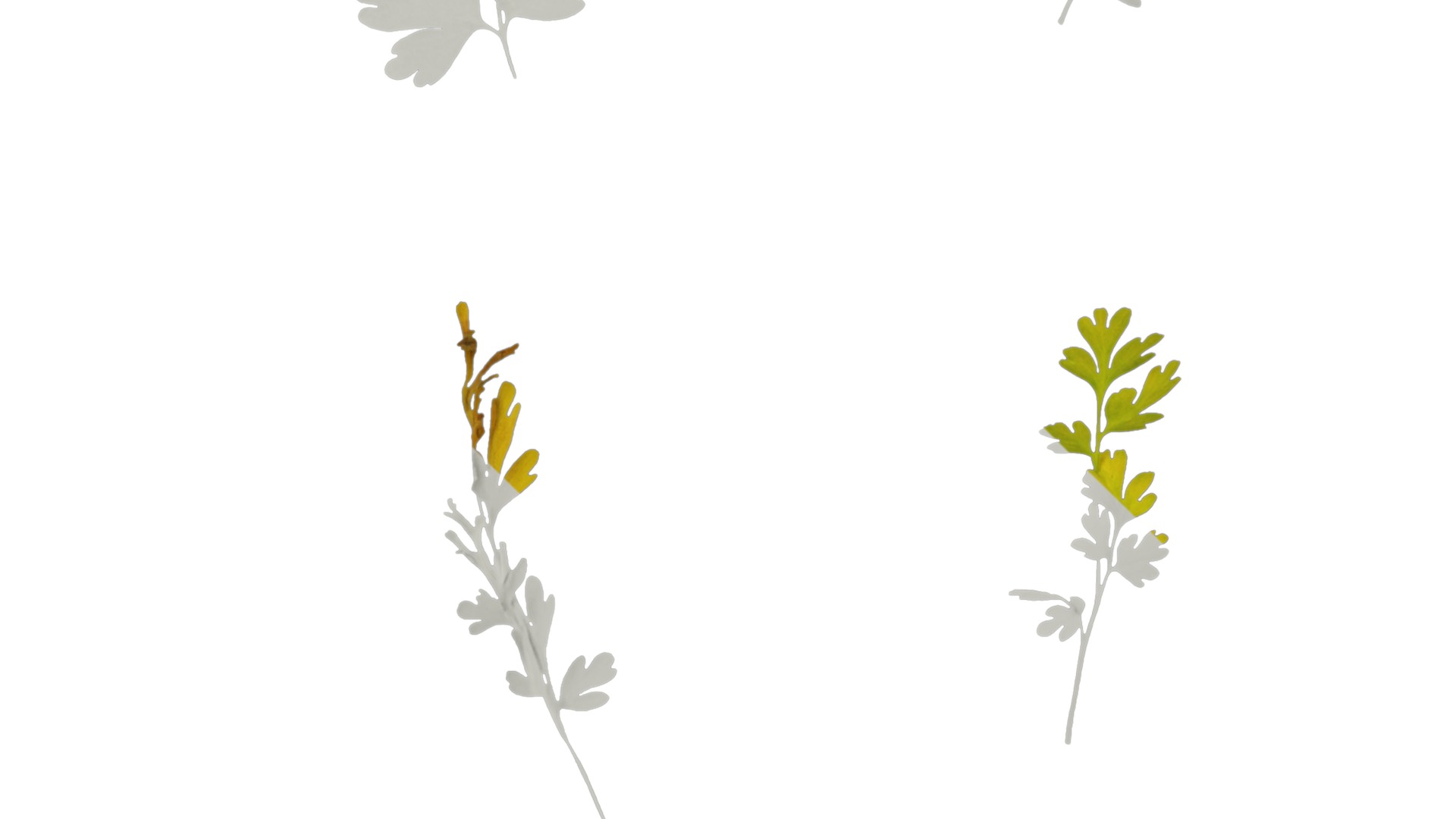 Anydrafts Corydalis edulis Leaf 05 Texture_4