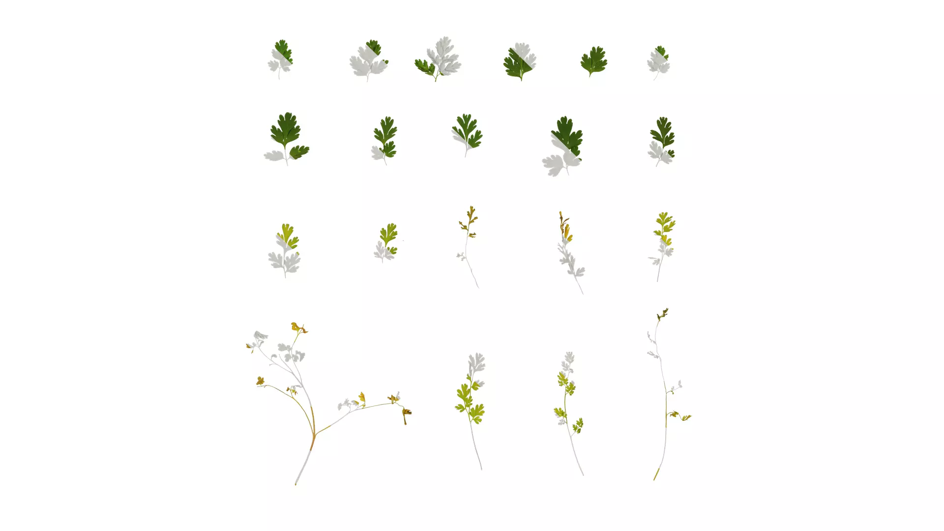 Anydrafts Corydalis edulis Leaf 05 Texture_0