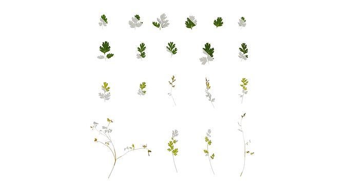 Anydrafts Corydalis edulis Leaf 05 Texture