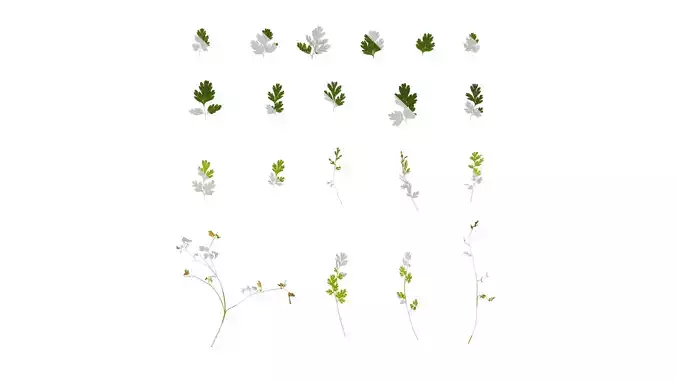 Anydrafts Corydalis edulis Leaf 05