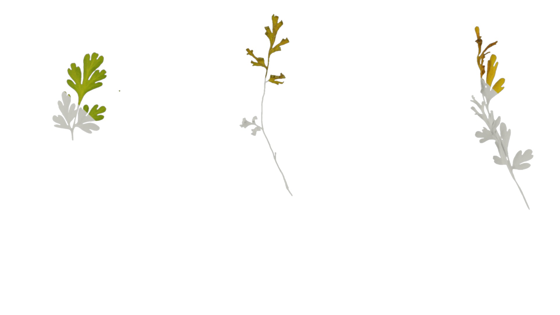 Anydrafts Corydalis edulis Leaf 05 Texture_7