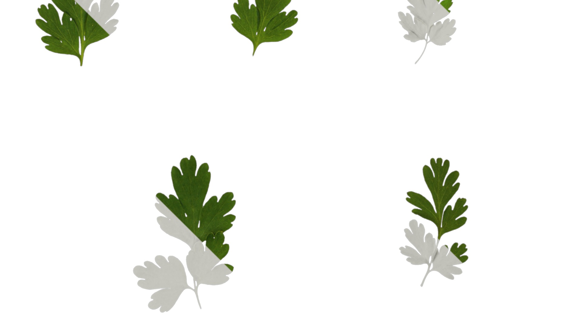 Anydrafts Corydalis edulis Leaf 05 Texture_2