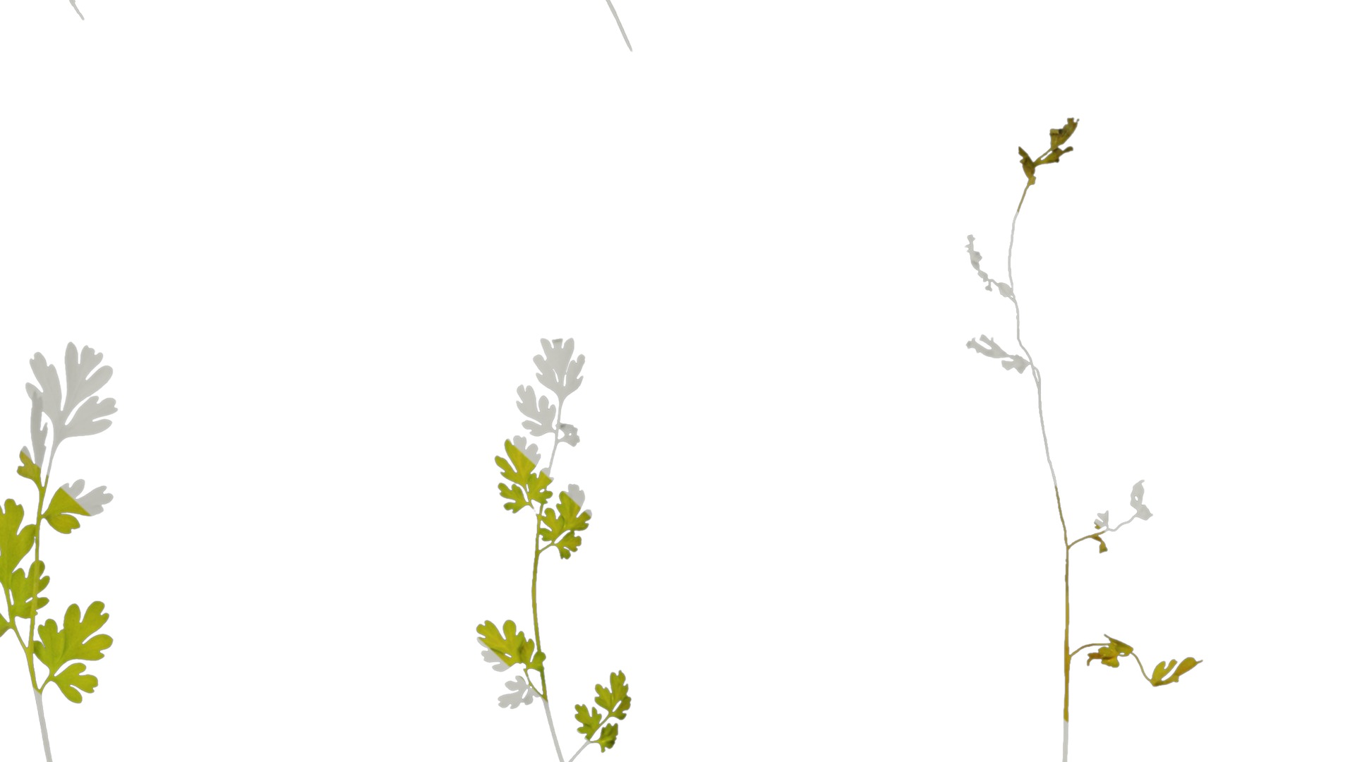 Anydrafts Corydalis edulis Leaf 05 Texture_6