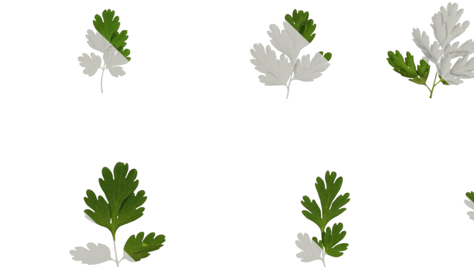 Anydrafts Corydalis edulis Leaf 05 Texture_1