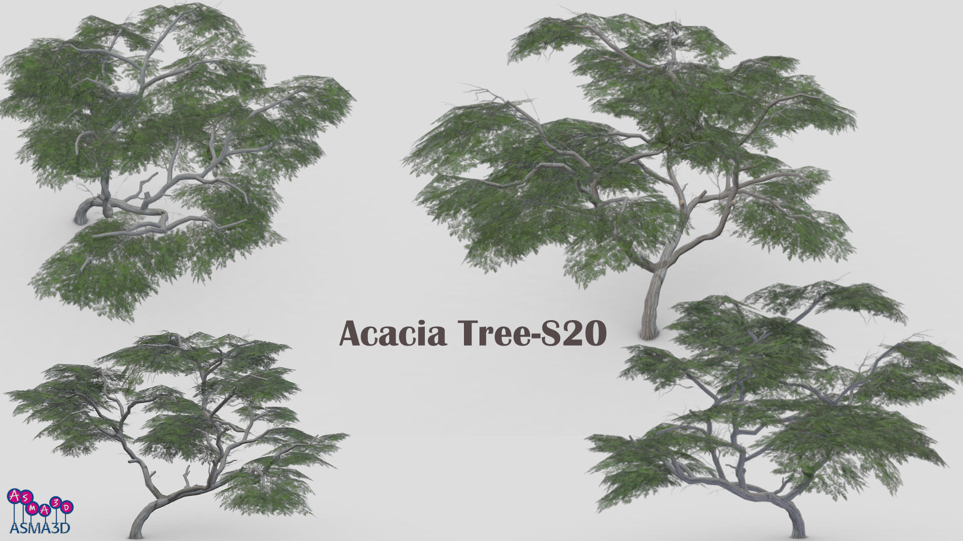 Acacia Tree-S20 Low-poly 3D model_7