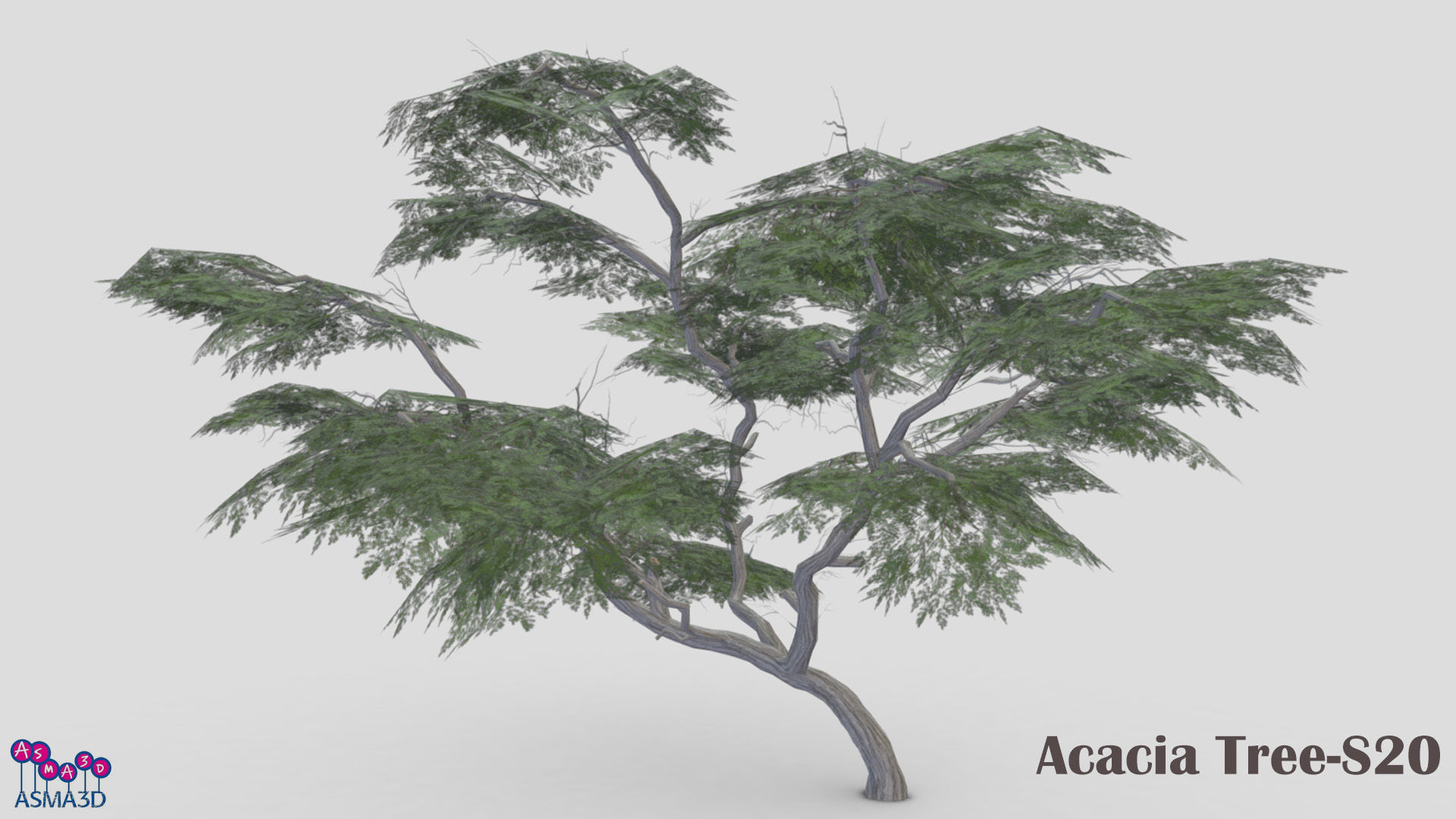 Acacia Tree-S20 Low-poly 3D model_2
