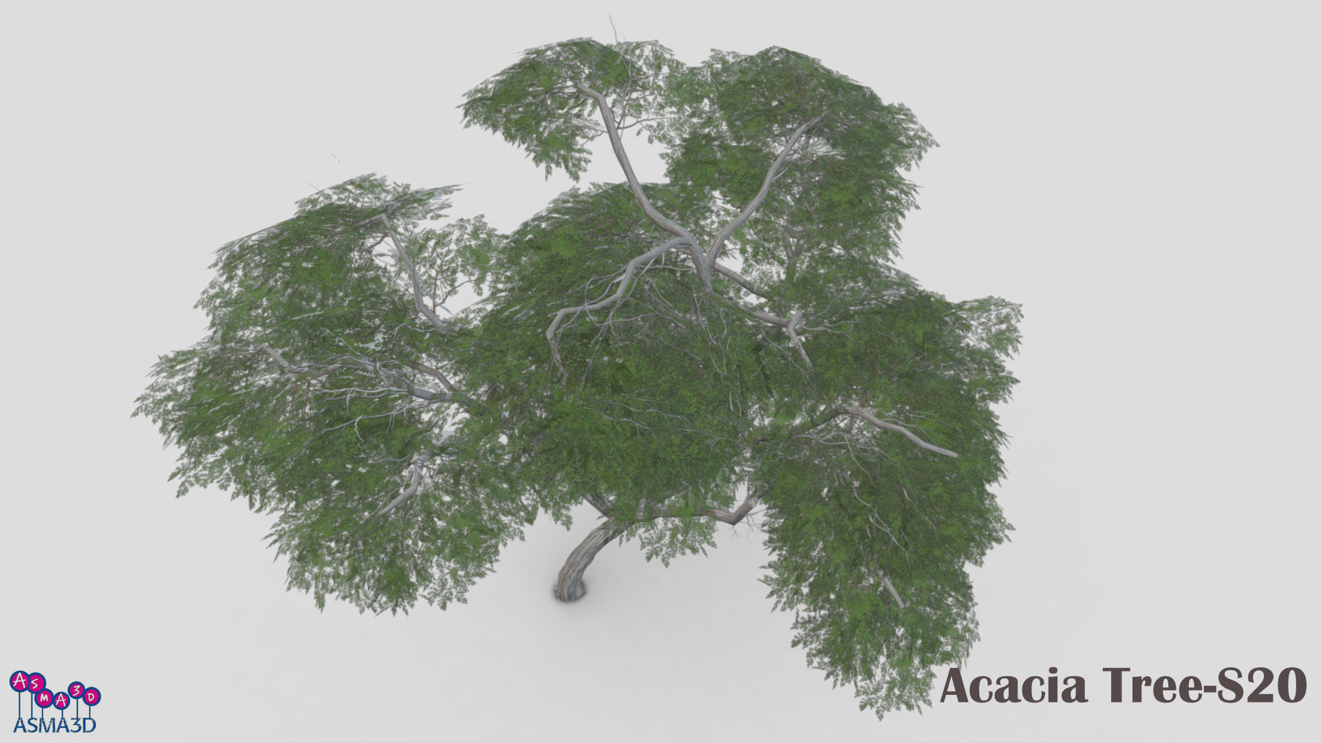 Acacia Tree-S20 Low-poly 3D model_5