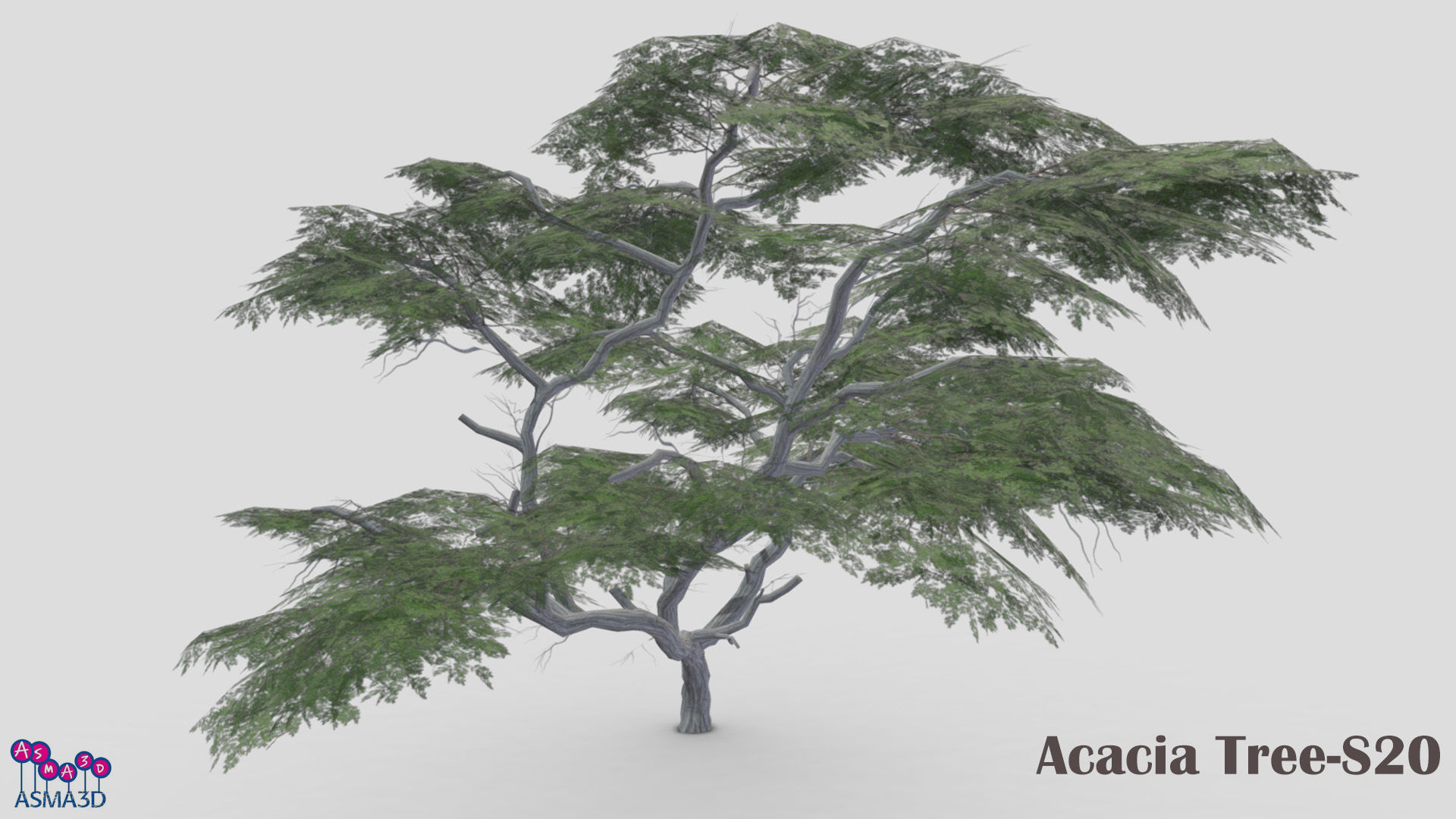 Acacia Tree-S20 Low-poly 3D model_1