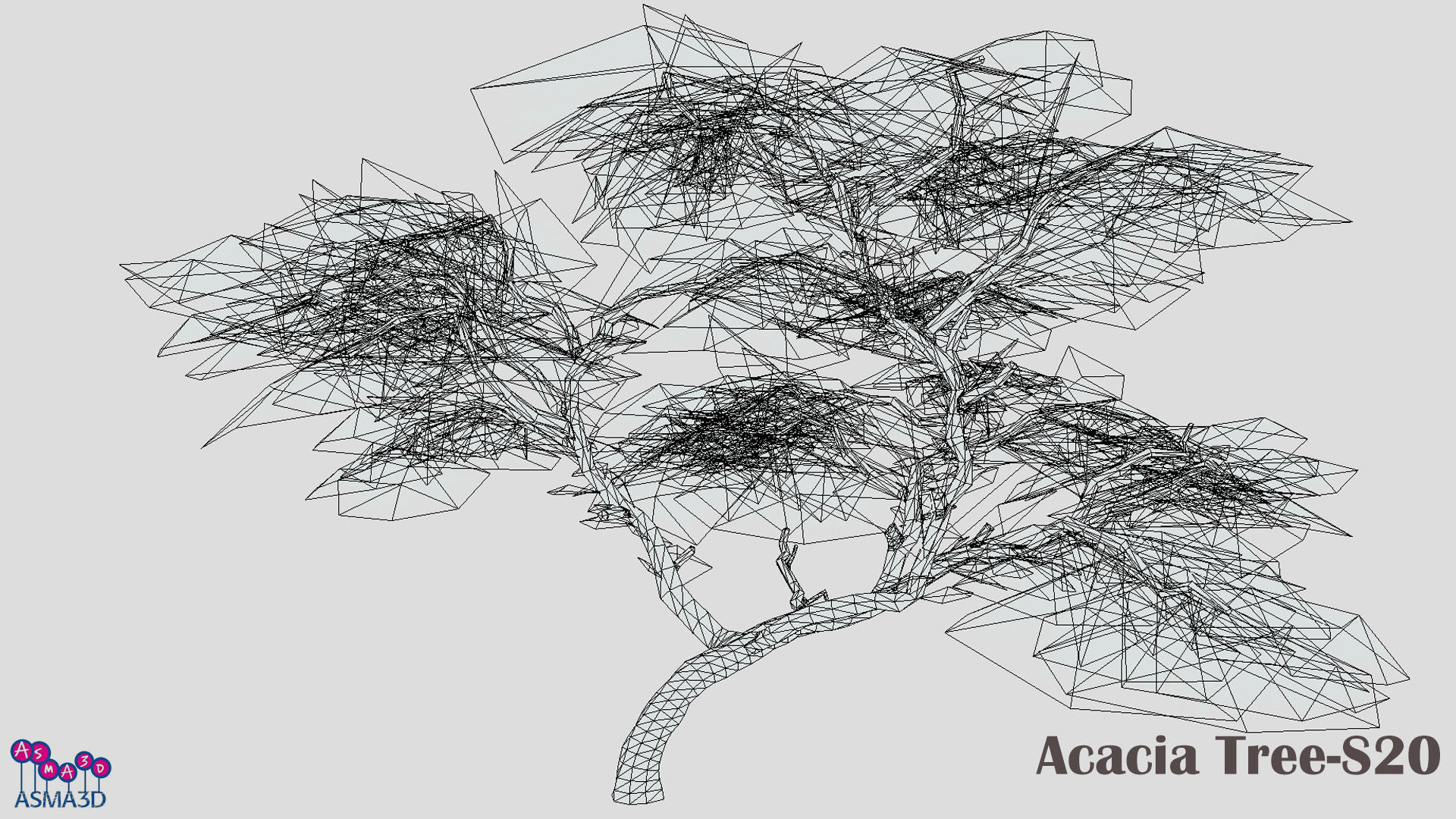 Acacia Tree-S20 Low-poly 3D model_6