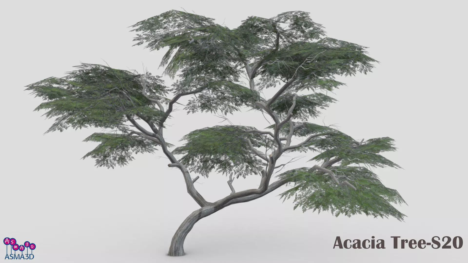 Acacia Tree-S20 Low-poly 3D model_0