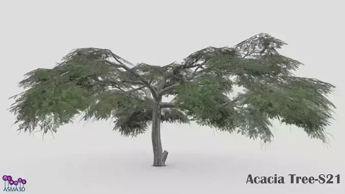 Acacia Tree-S21 Low-poly 3D model