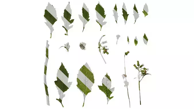 Anydrafts Crassocephalum crepidioides Atlas 02