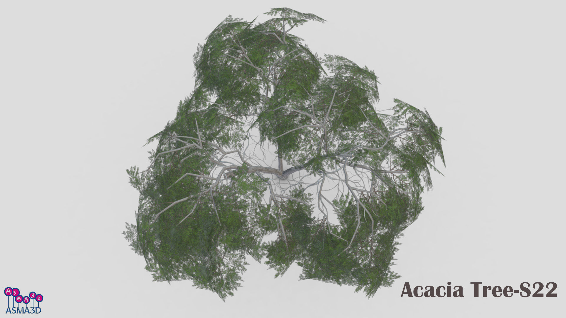 Acacia Tree-S22 Low-poly 3D model_5