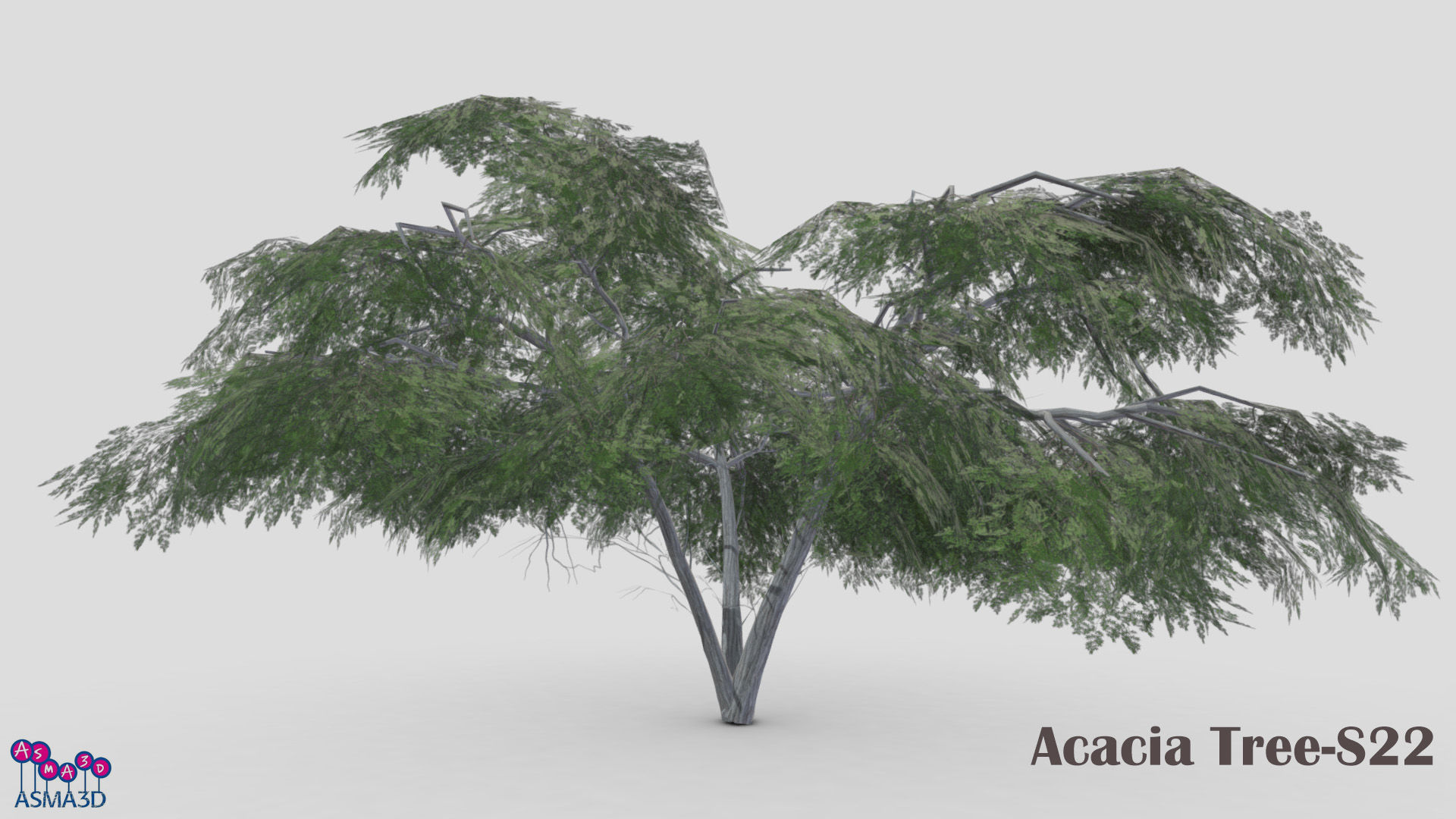 Acacia Tree-S22 Low-poly 3D model_3