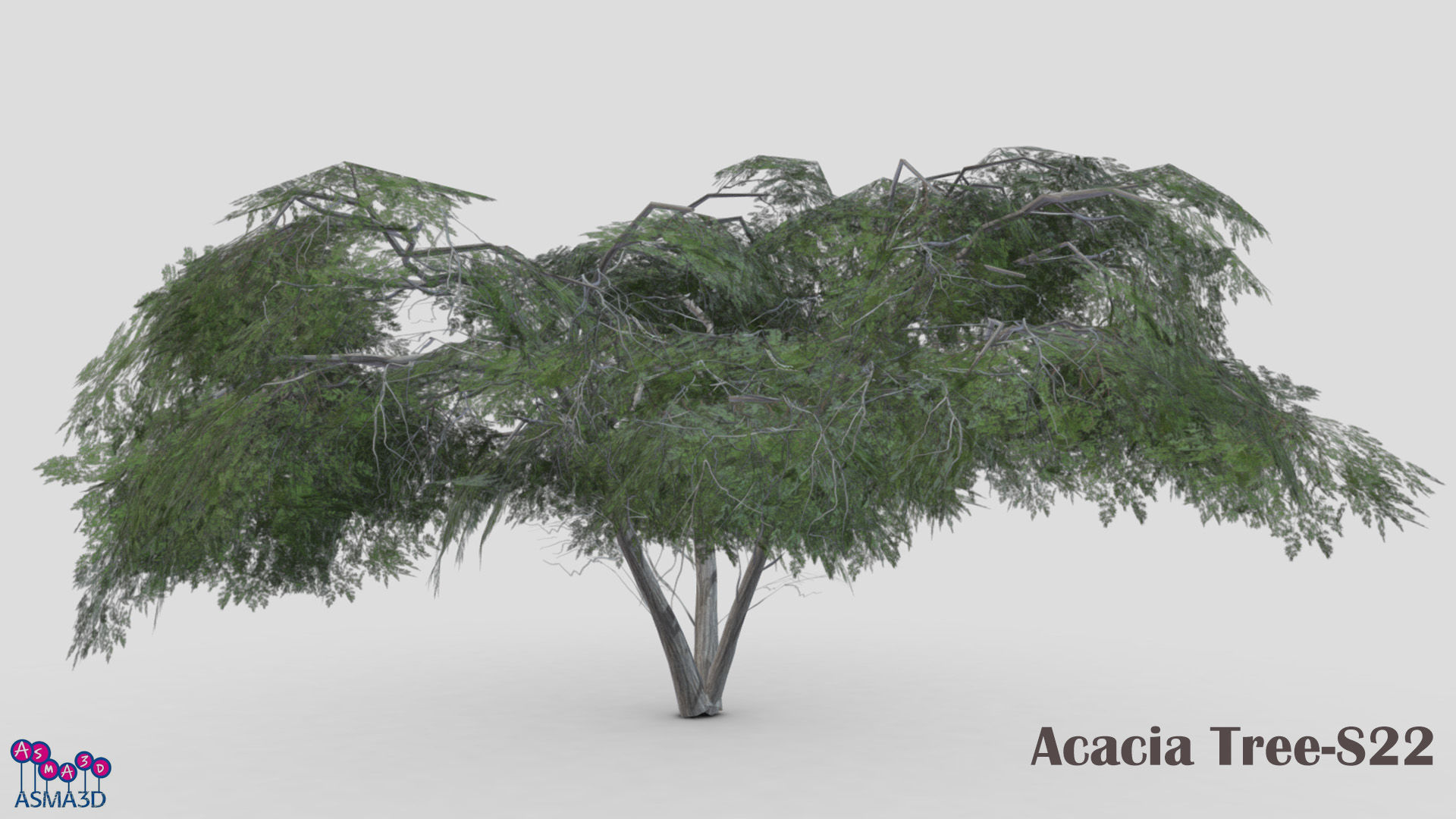 Acacia Tree-S22 Low-poly 3D model_1