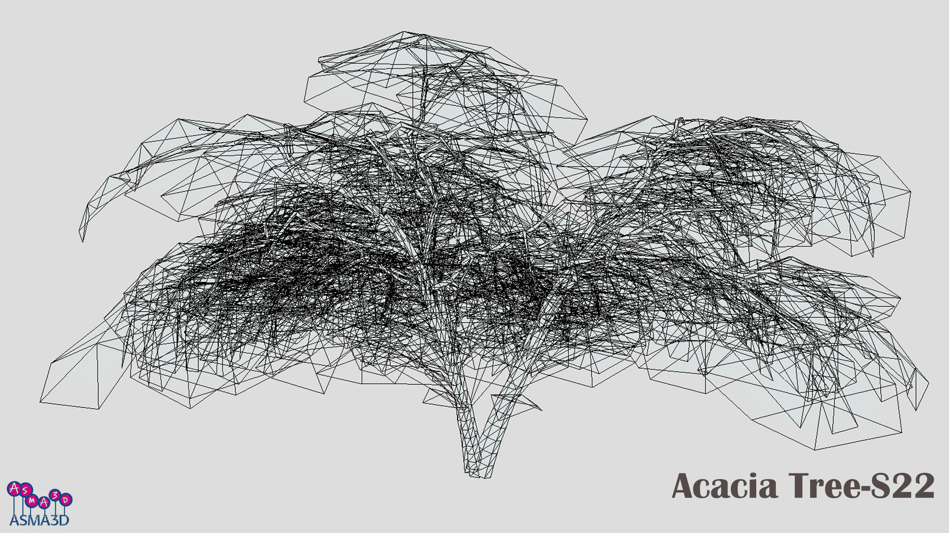 Acacia Tree-S22 Low-poly 3D model_6