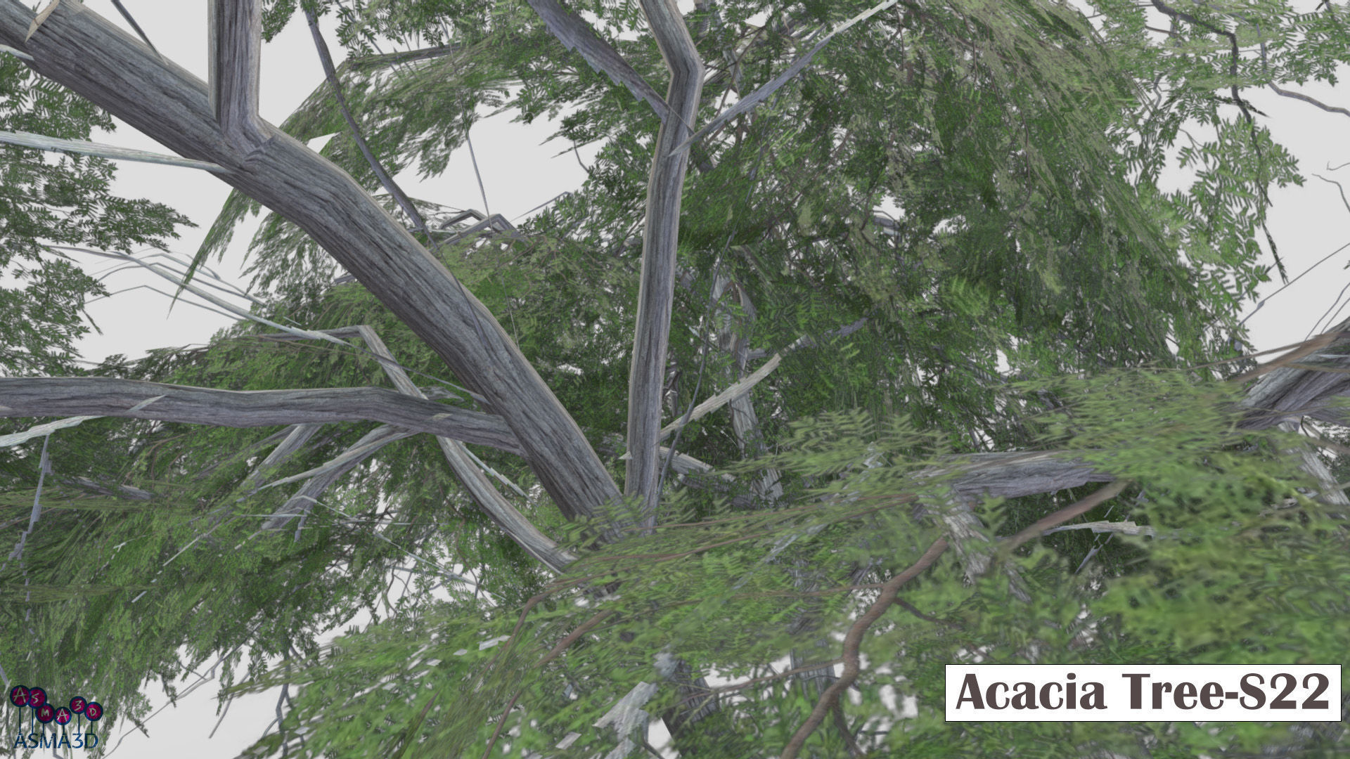 Acacia Tree-S22 Low-poly 3D model_4