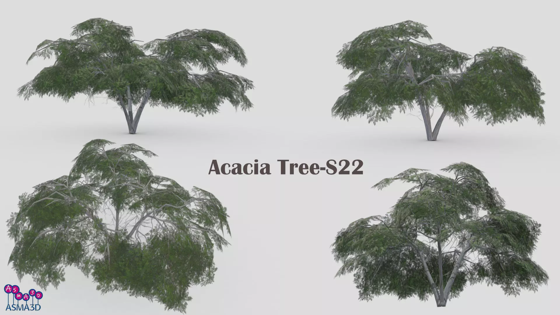 Acacia Tree-S22 Low-poly 3D model_0