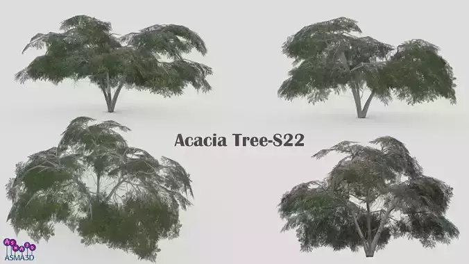 Acacia Tree-S22 Low-poly 3D model