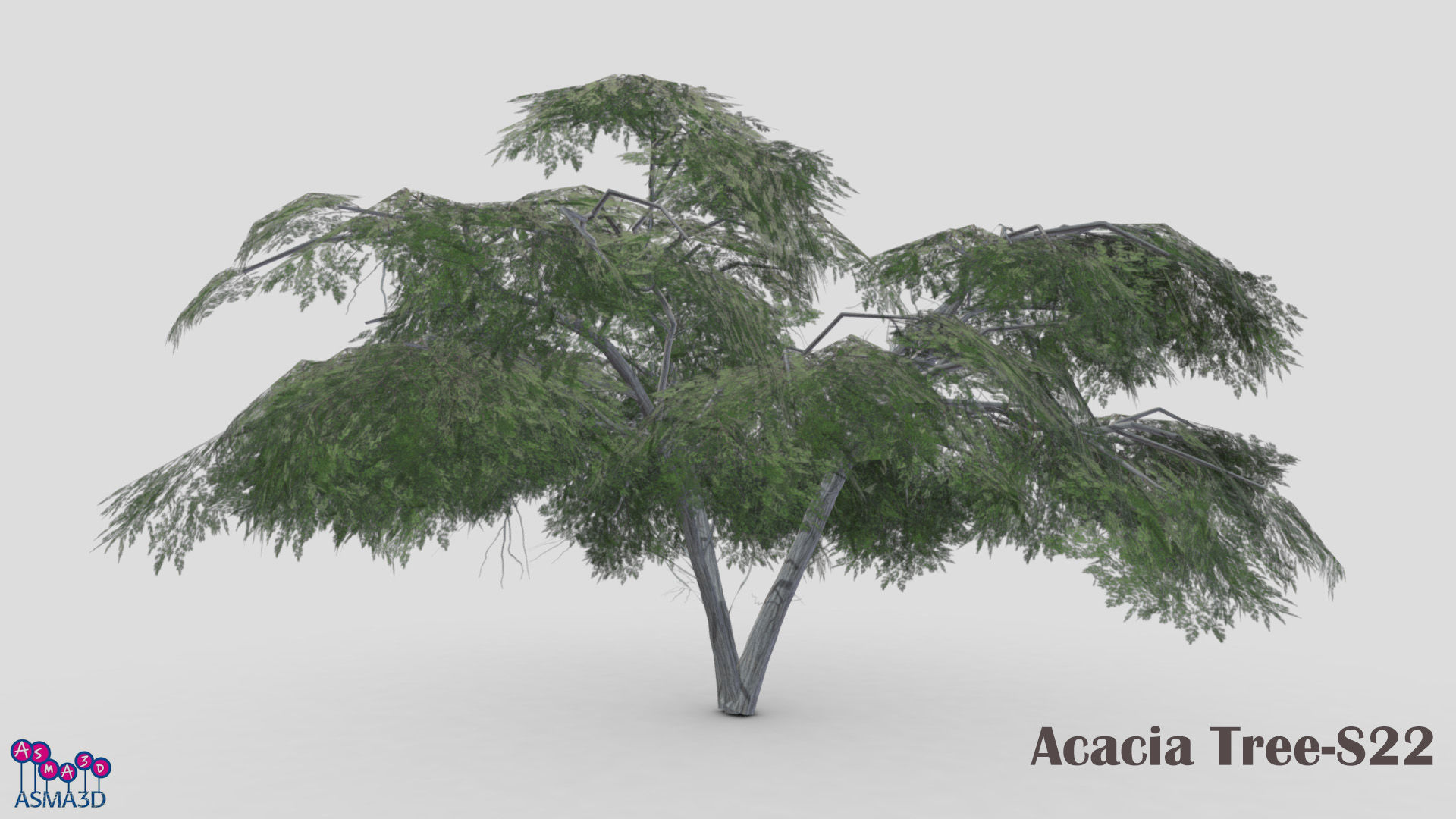 Acacia Tree-S22 Low-poly 3D model_2